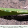 coenonympha glycerion daghestan larva1